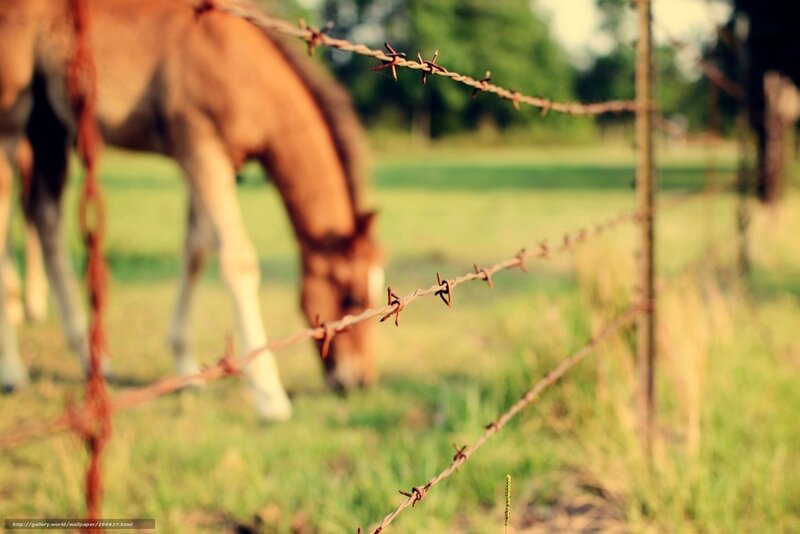 horse behind barbed wire fence