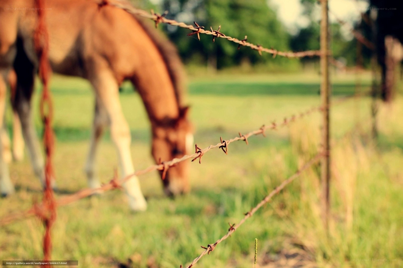 horse behind barbed wire fence