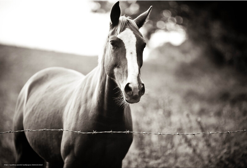 horse behind barbed wire