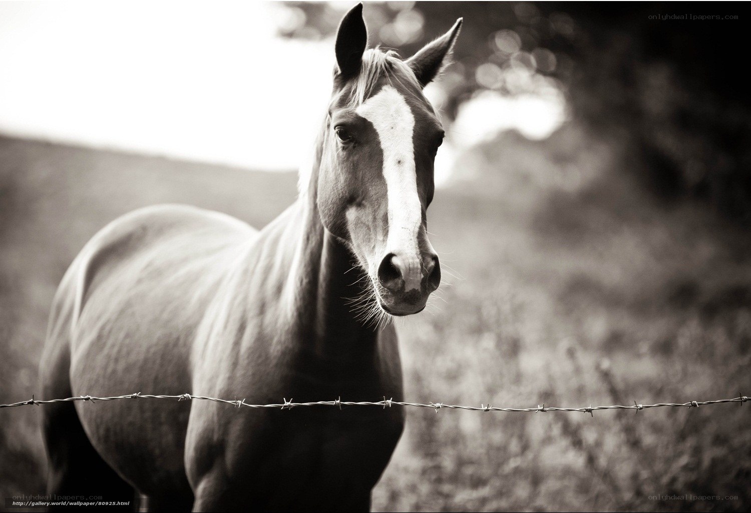 horse behind barbed wire