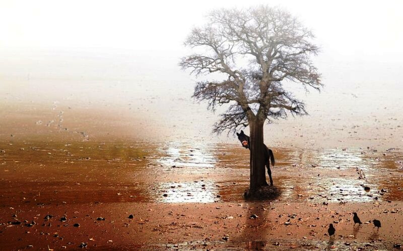 Horse Behind Tree