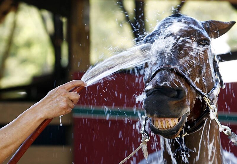 Horse being hosed down