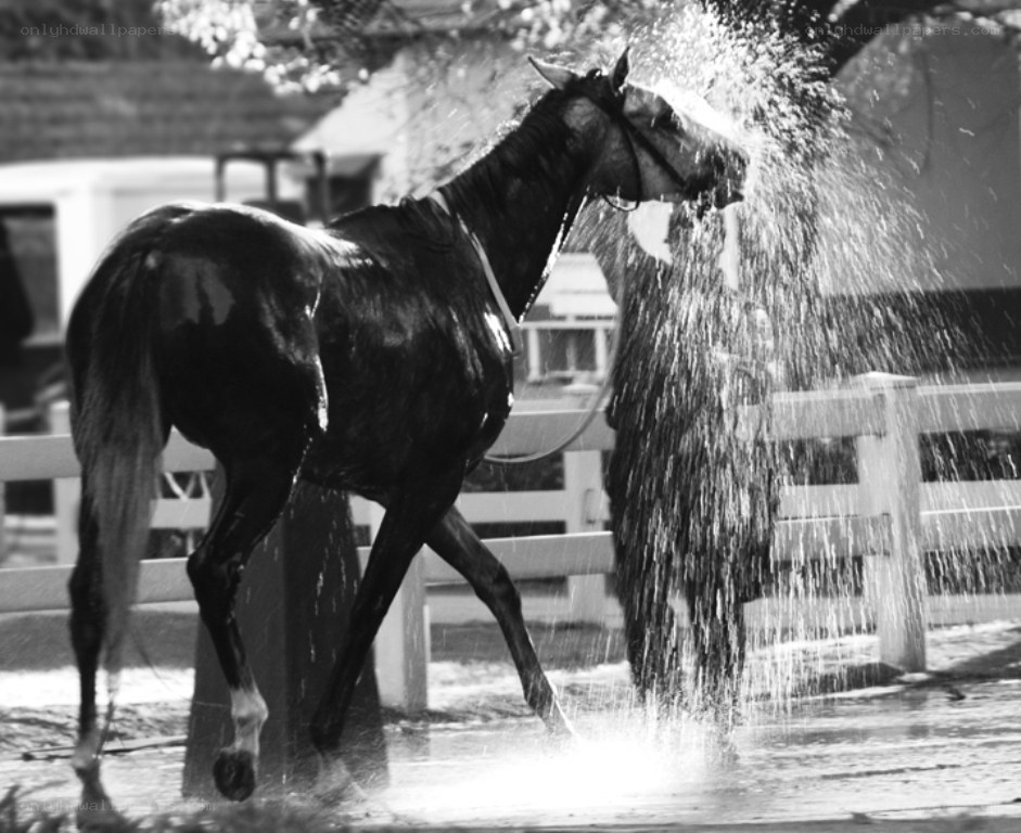 horse being hosed down