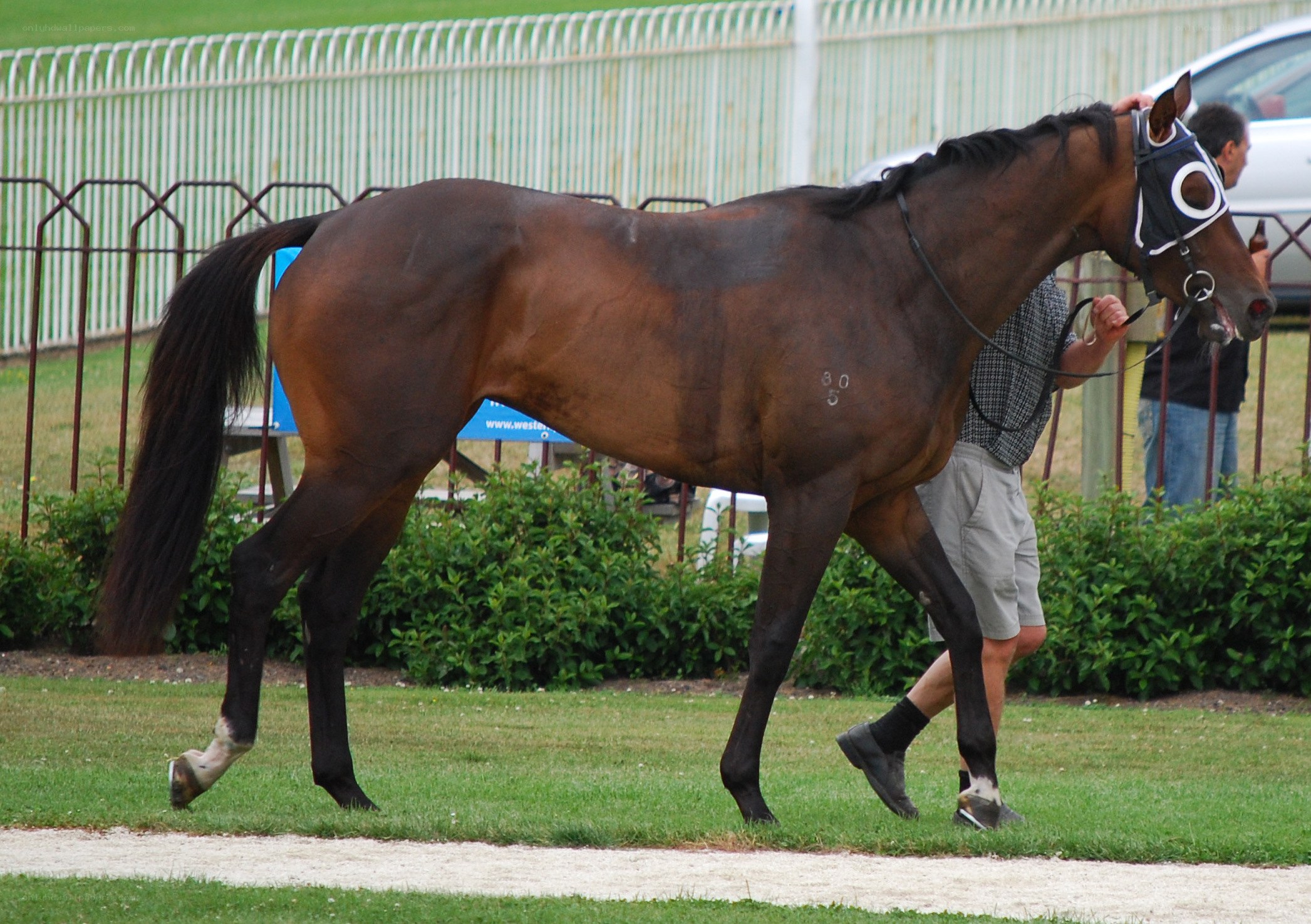 horse being led on a track