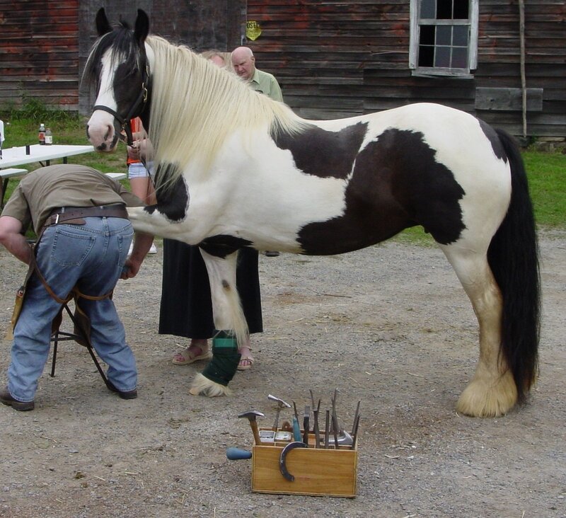 Horse being shoed at fair