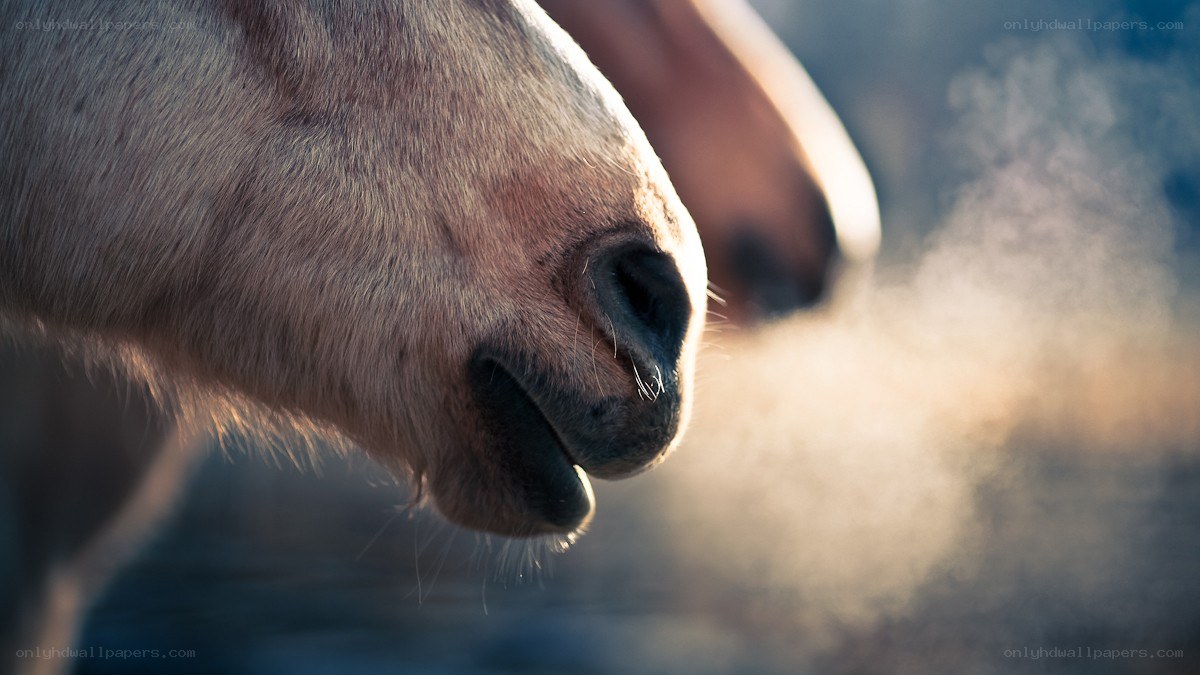 horse breathing in cold air