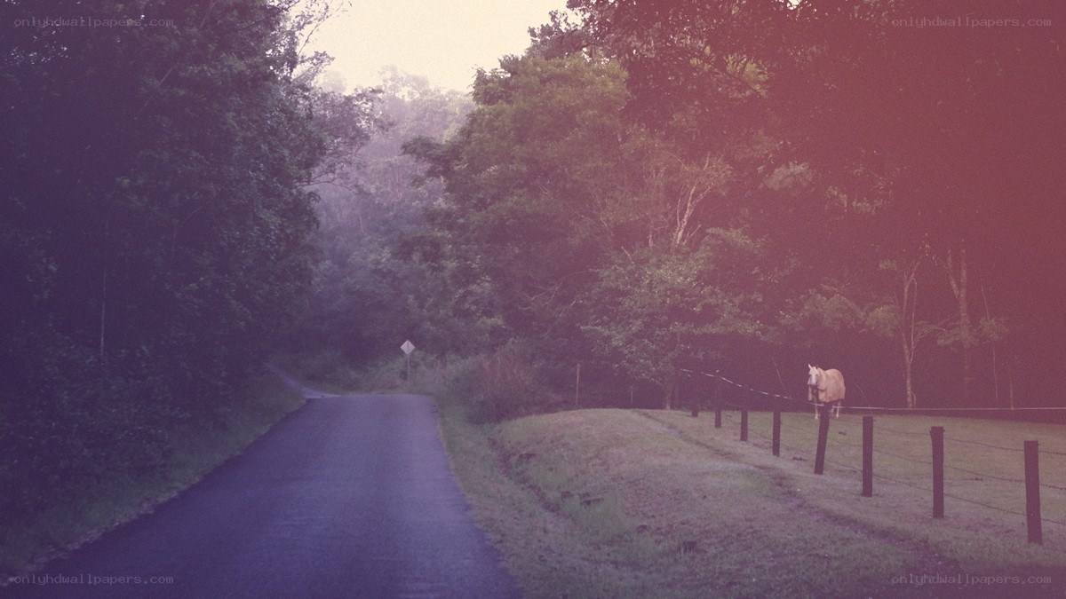Horse by a country road