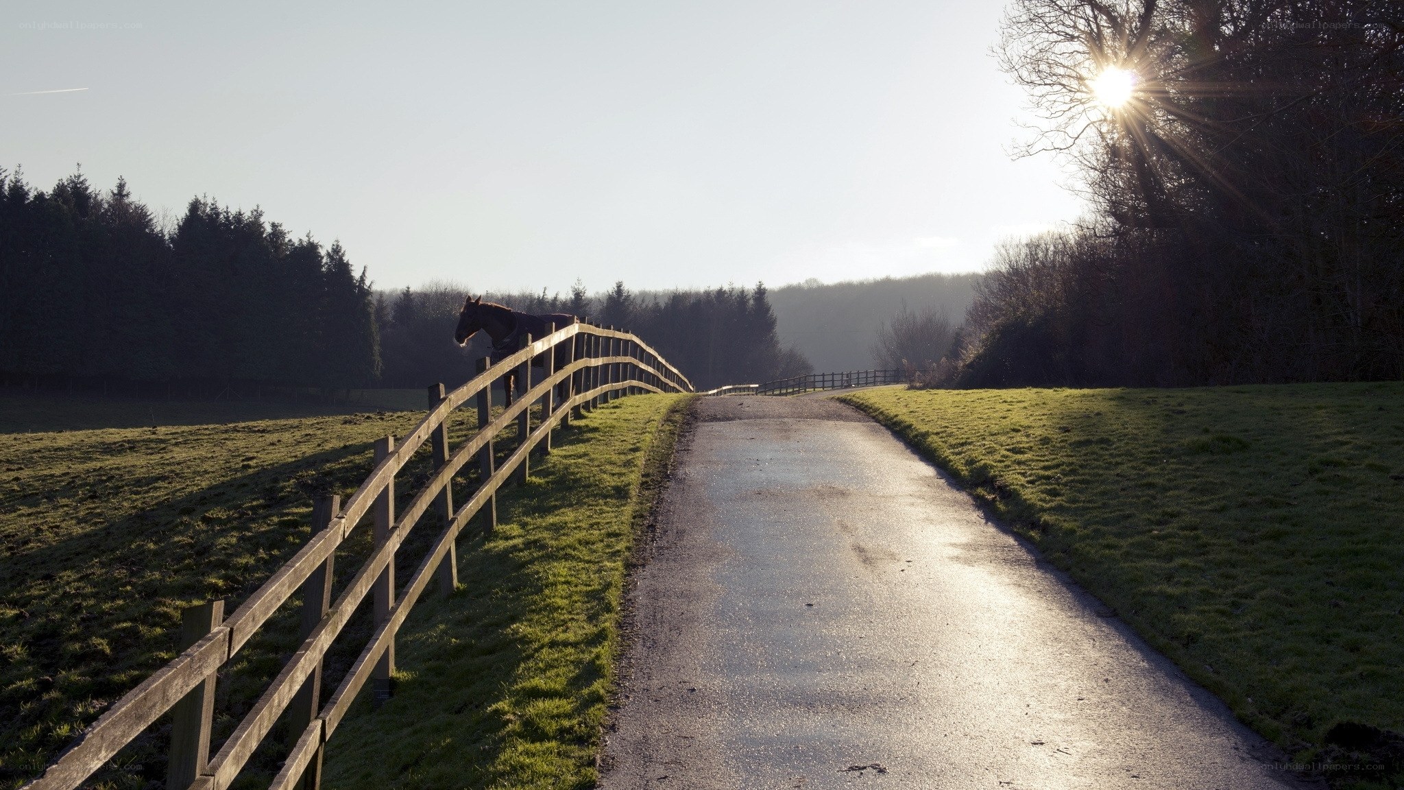 Horse by a country road