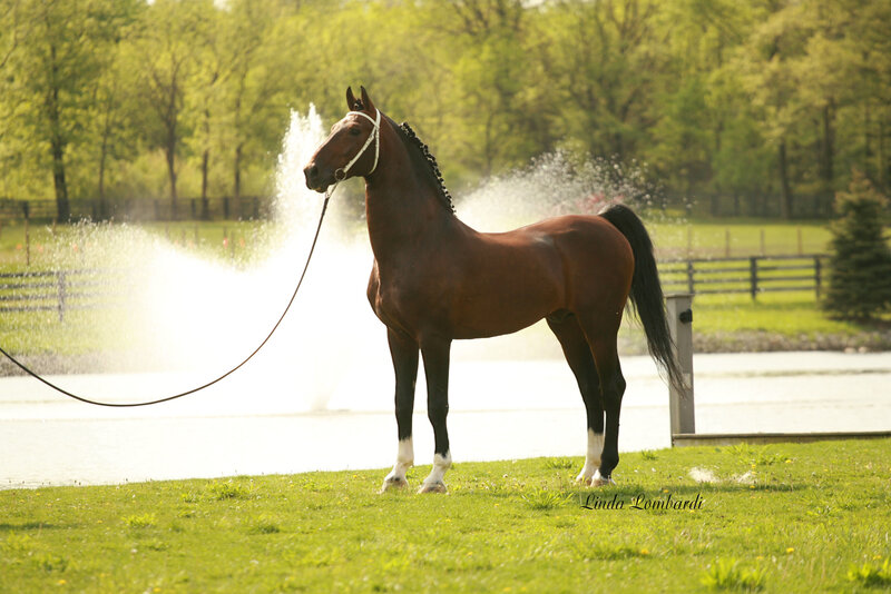 horse by a fountain