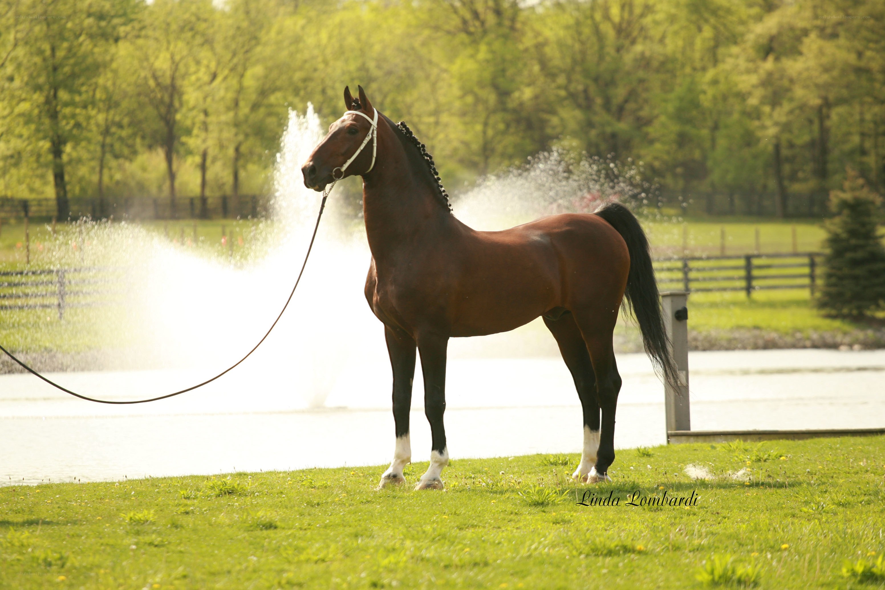 horse by a fountain
