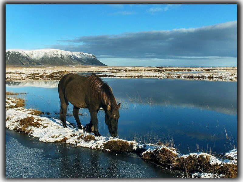Horse by a frozen pond