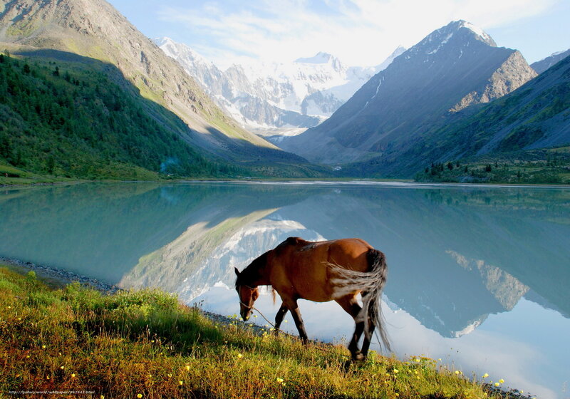 Horse by a mountain lake