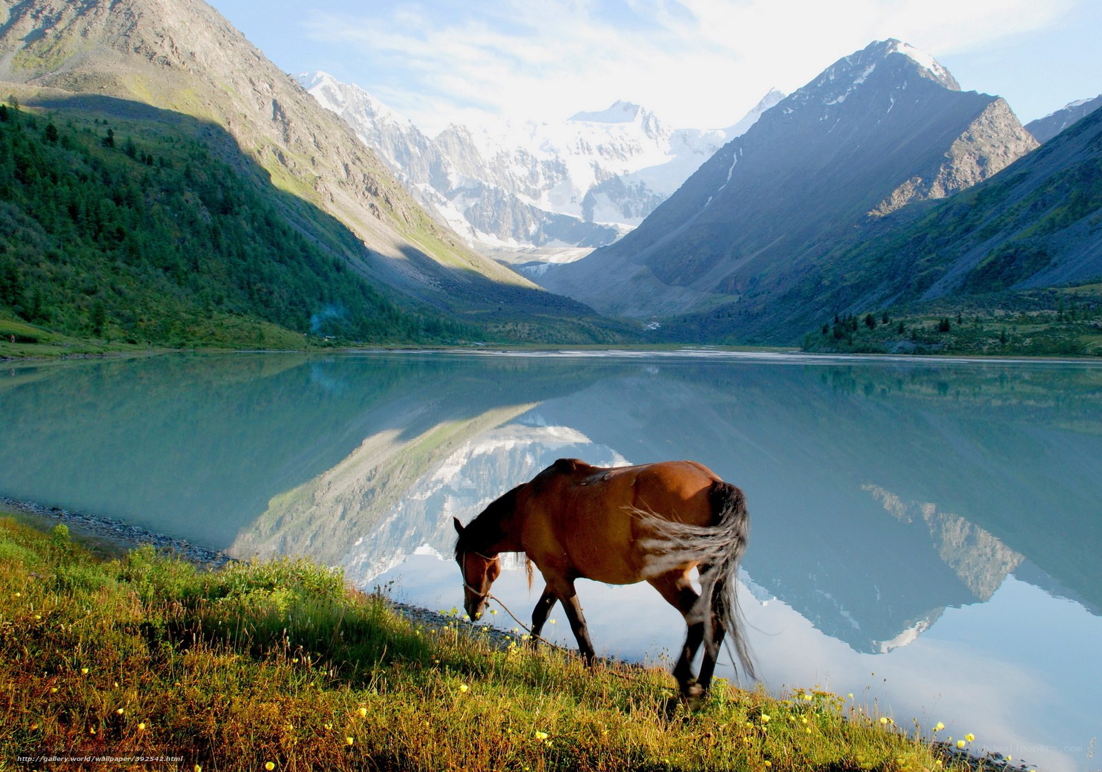 Horse by a mountain lake