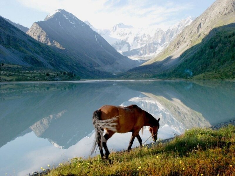 Horse by a mountain lake