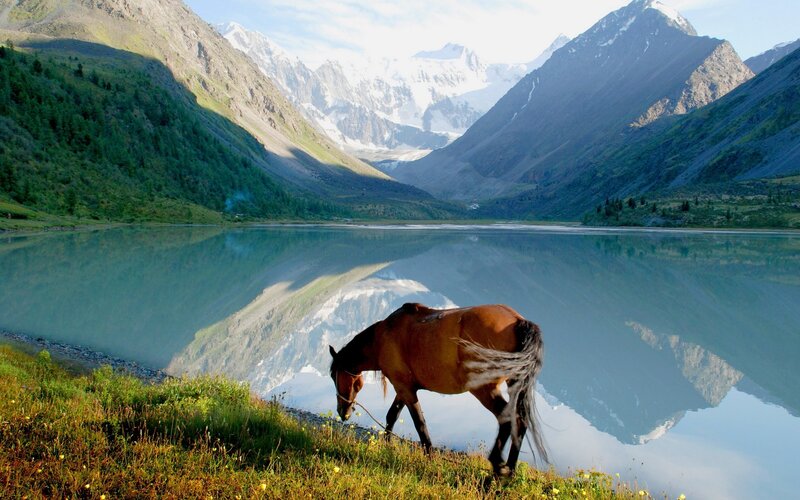 Horse by a mountain lake