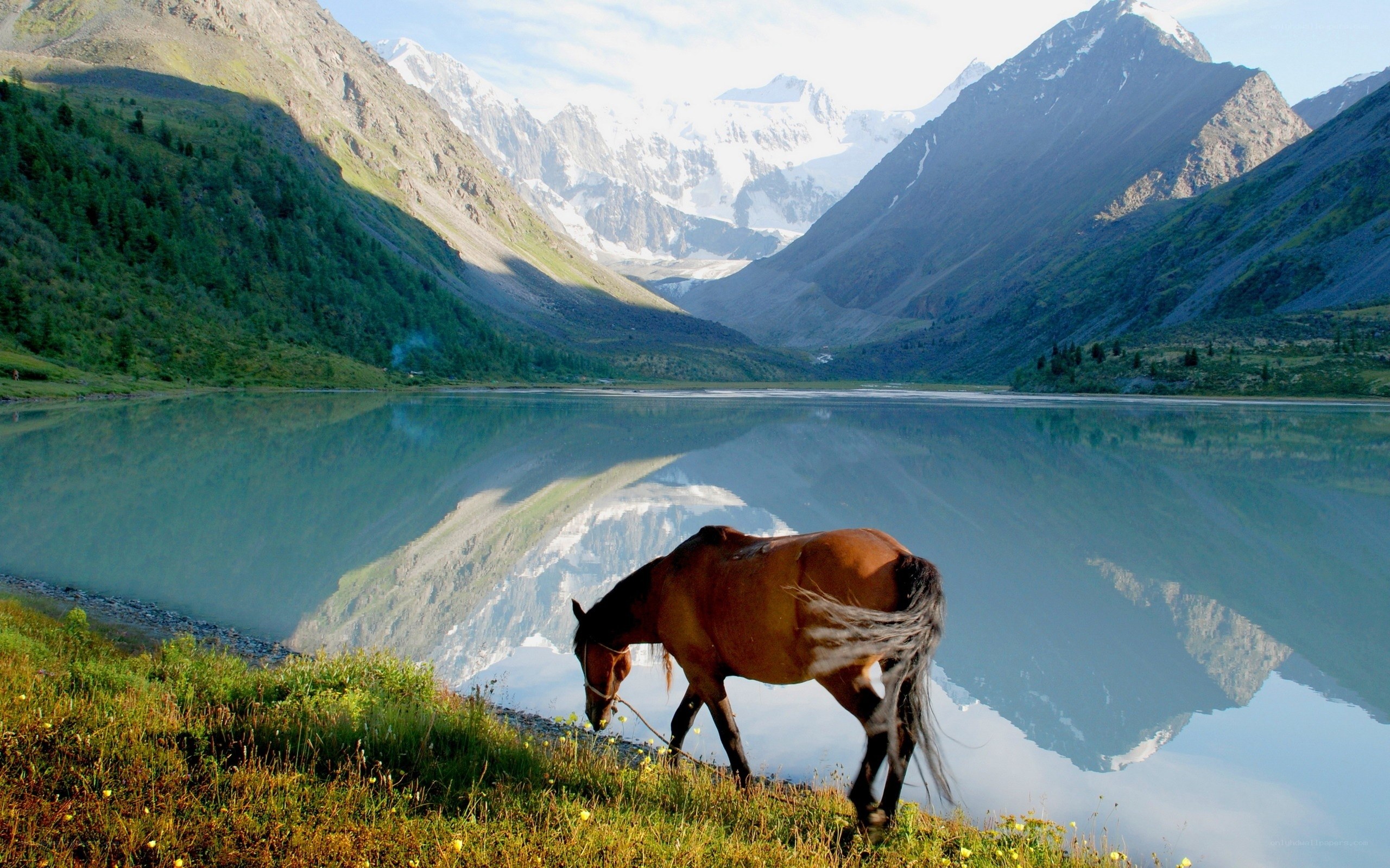 Horse by a mountain lake