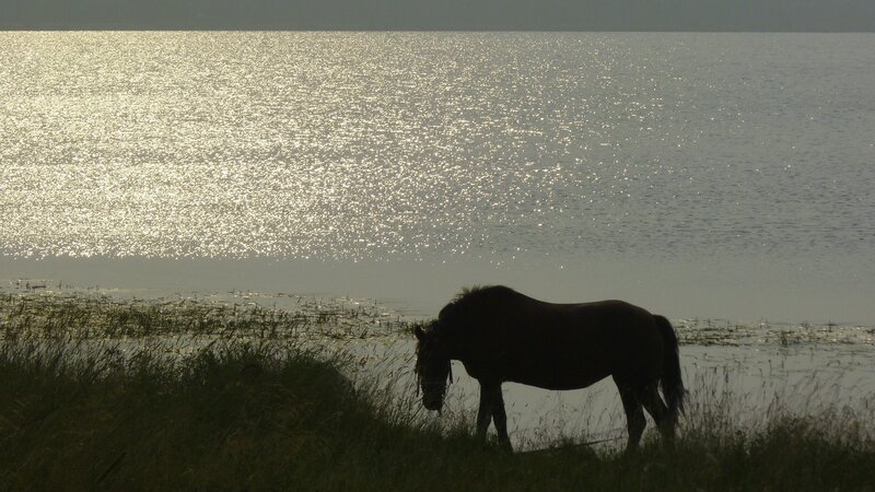 Horse by the water at sunset