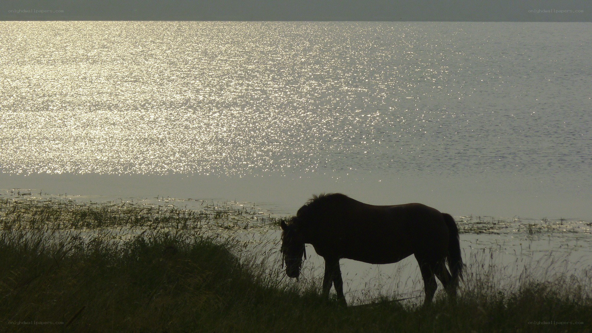 Horse by the water at sunset