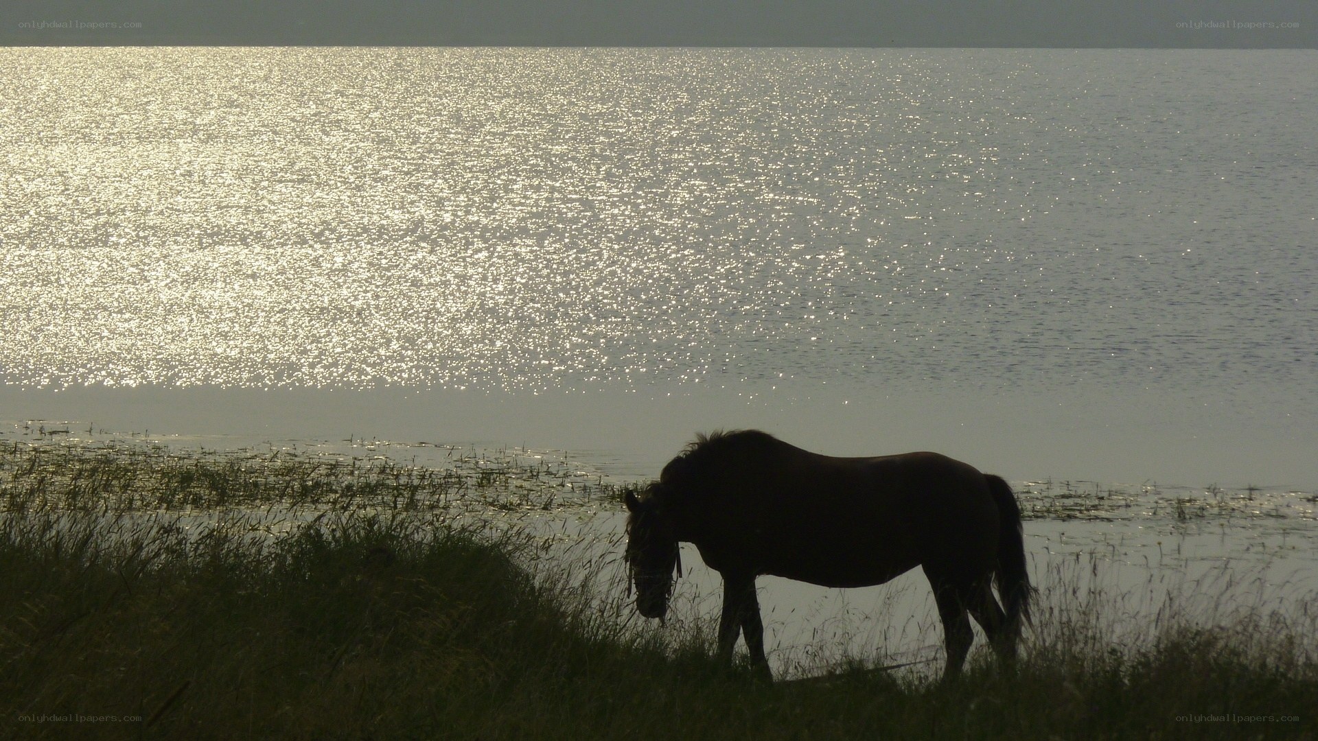 Horse by the water at sunset