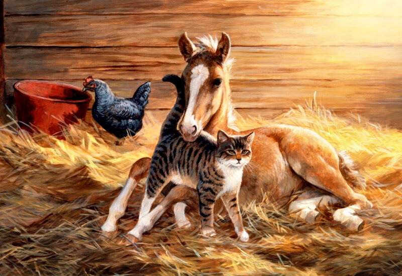 Horse, cat, and chicken in barn