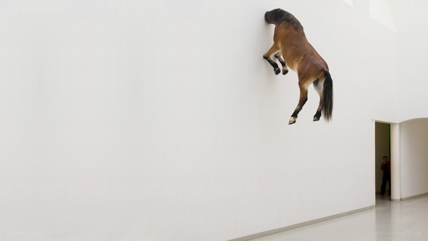 Horse climbing gallery wall