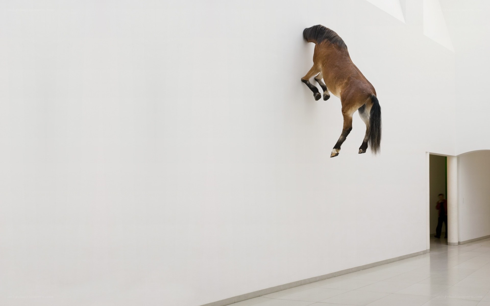 Horse climbing gallery wall