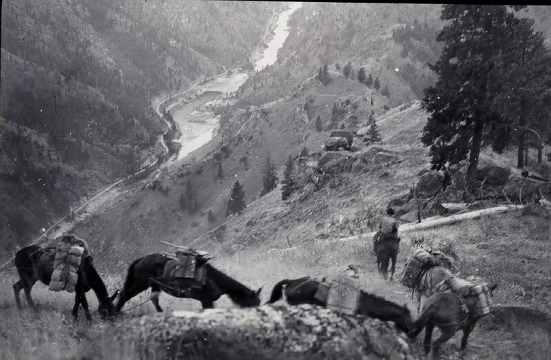 Horse convoy in mountain valley