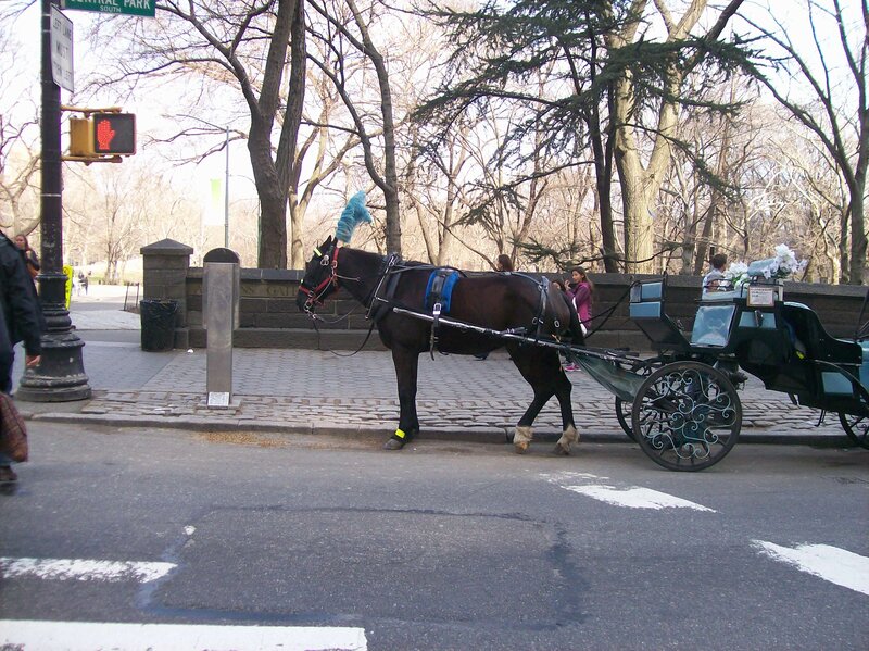 Horse-drawn Carriage — Brown, Calm, Autumn