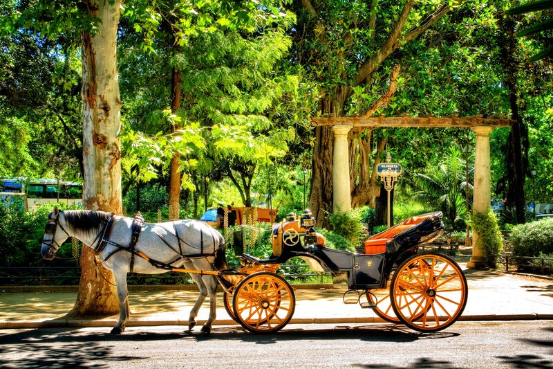 Horse-drawn Carriage — Green, Serene, Afternoon, Photograph