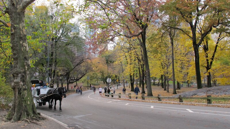 Horse-drawn carriage in autumn park