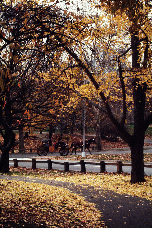 Horse-drawn carriage in autumn park