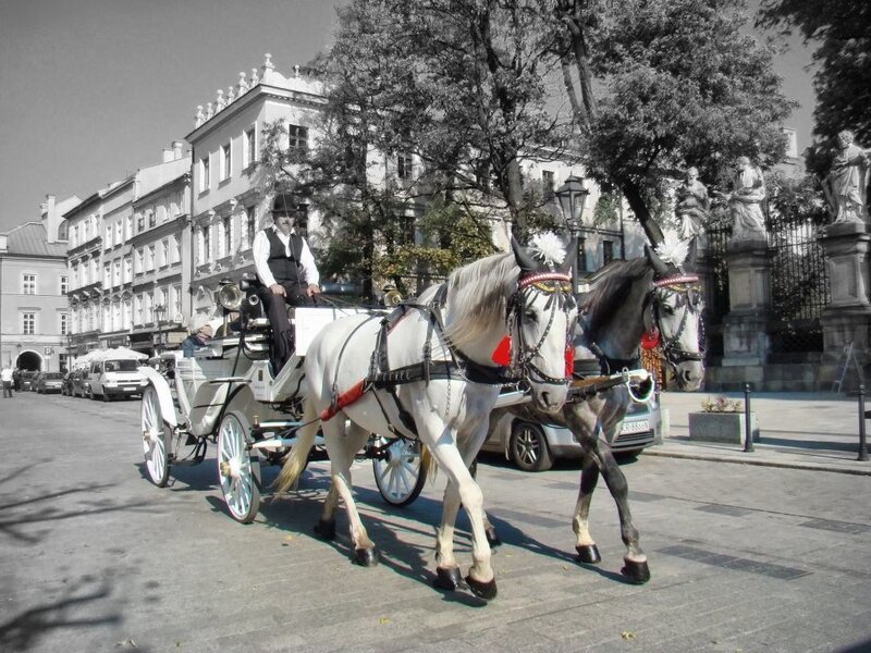 Horse-drawn carriage in city
