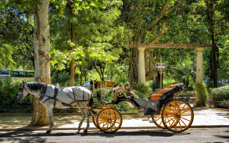 Horse-drawn carriage in park