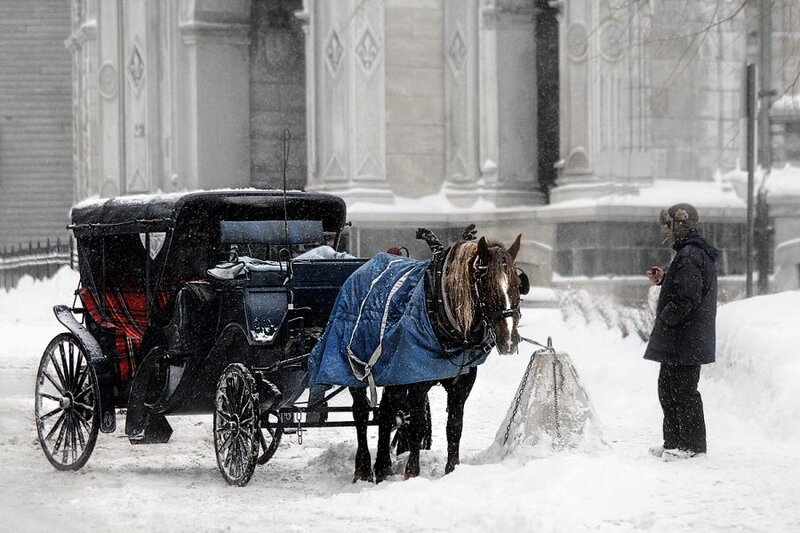 Horse-drawn Carriage in Snow — White, Cold, Winter