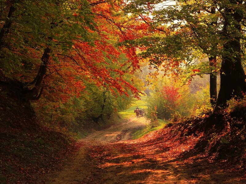 Horse-drawn Carriage on Path