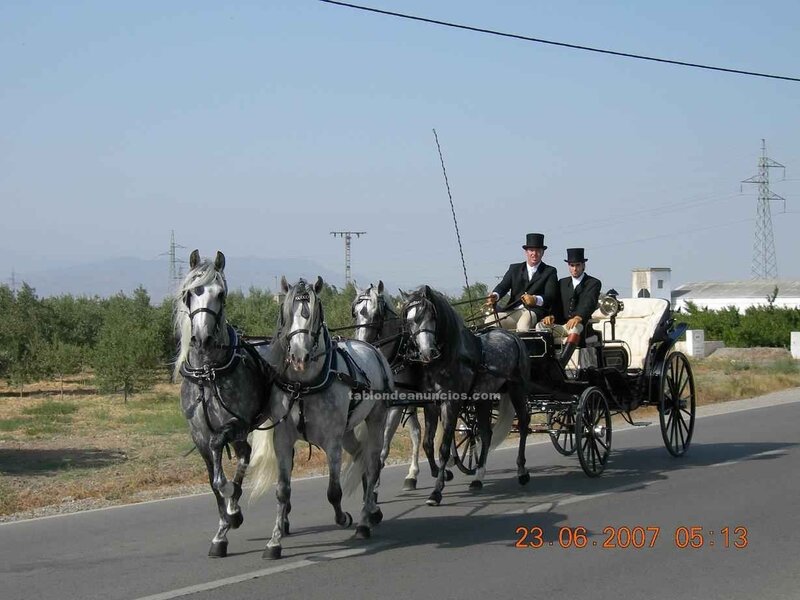 Horse-drawn carriage on road