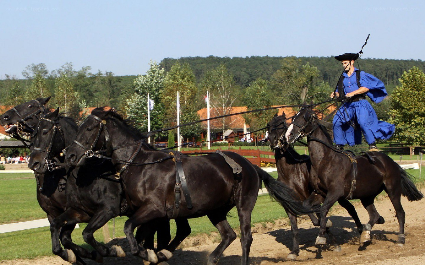 Horse-drawn carriage performance