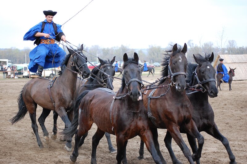Horse-drawn carriage race
