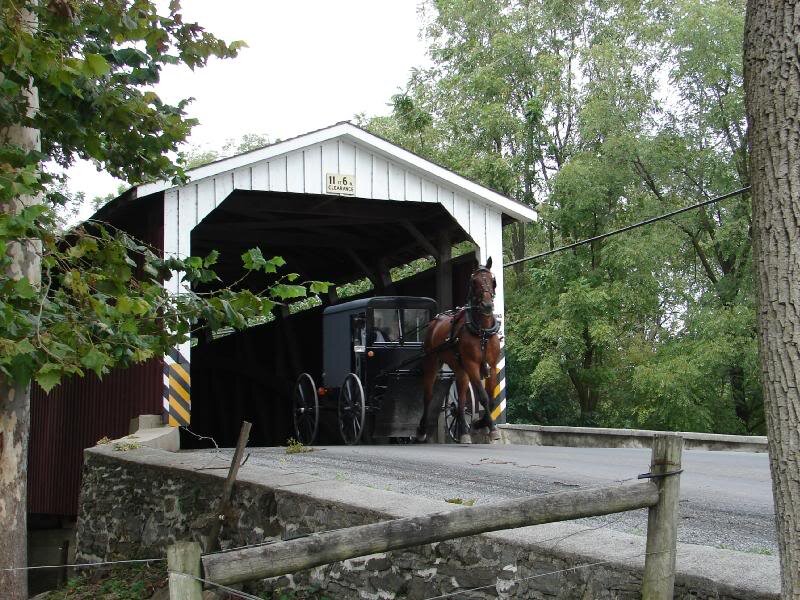Horse-drawn Carriage — White, Serene, Afternoon