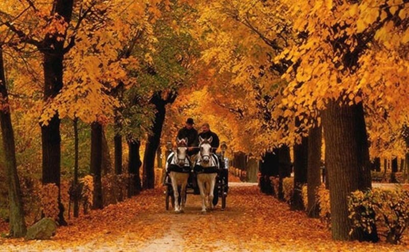 Horse-drawn Carriage — Yellow, Serene