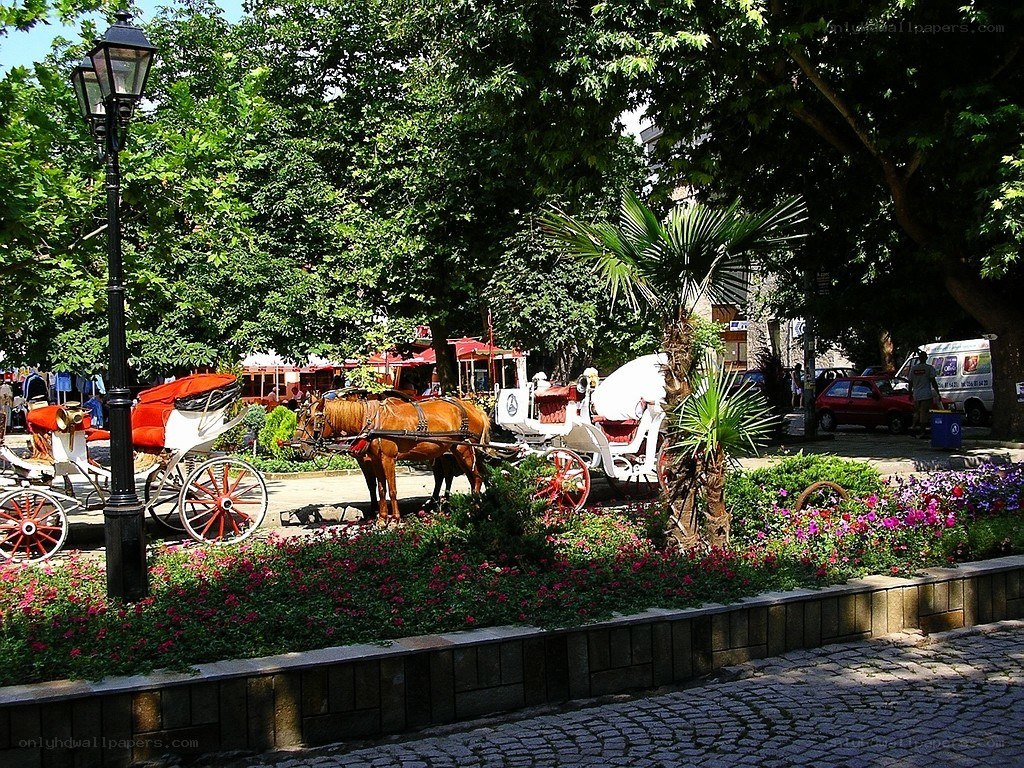 Horse-drawn carriages in a park
