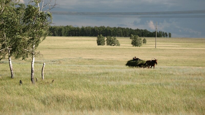 Horse-drawn cart in a grassy field