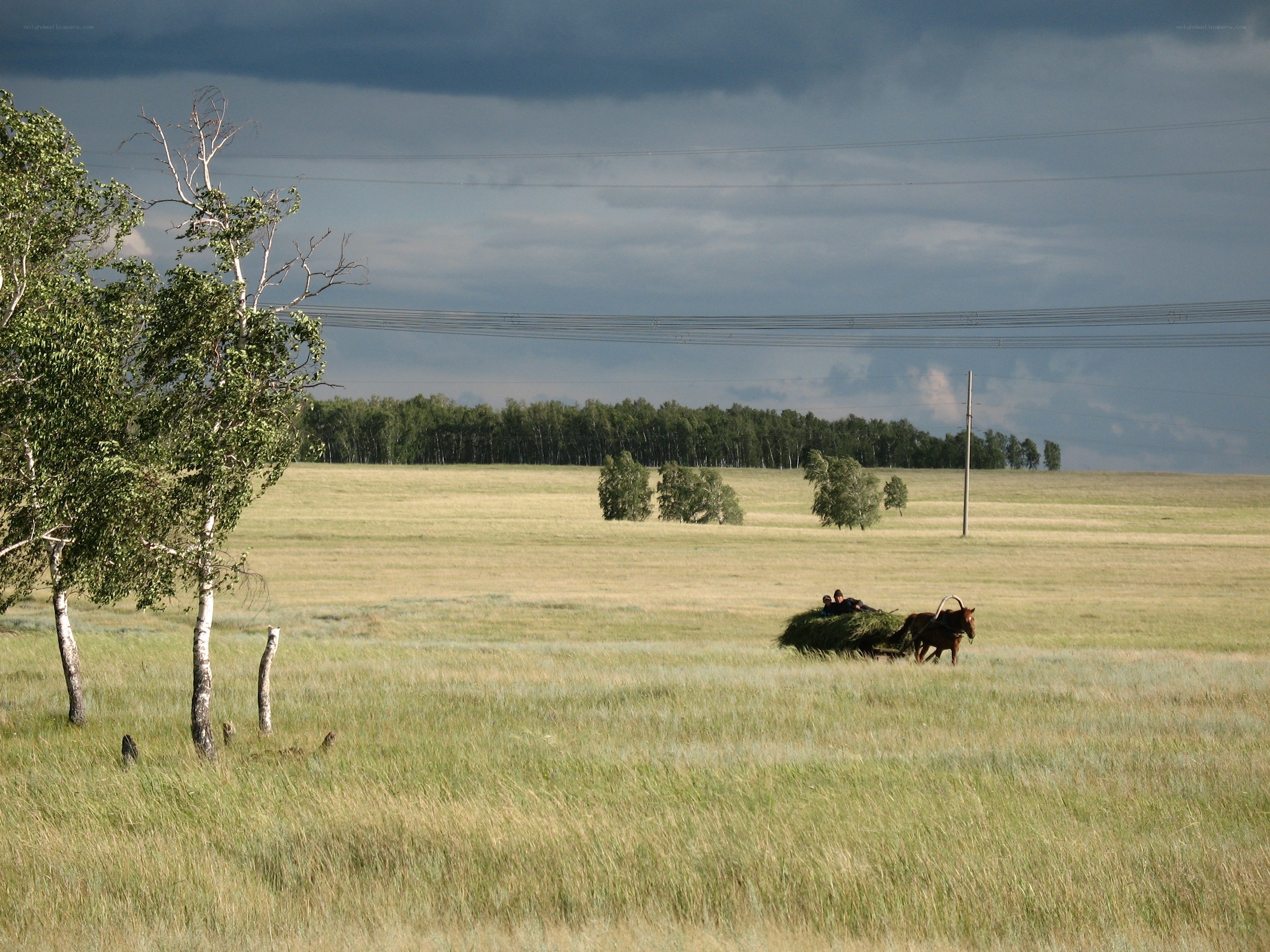Horse-drawn cart in a grassy field