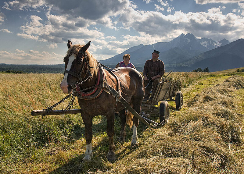 Horse-drawn Cart in Field