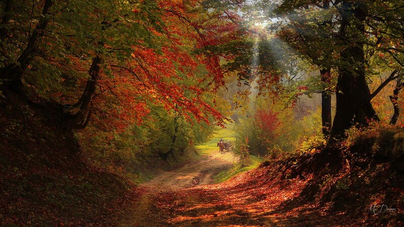 Horse-drawn Cart on Path — Red