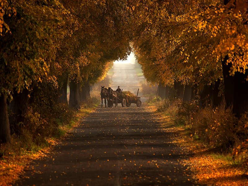 Horse-drawn Cart on Road