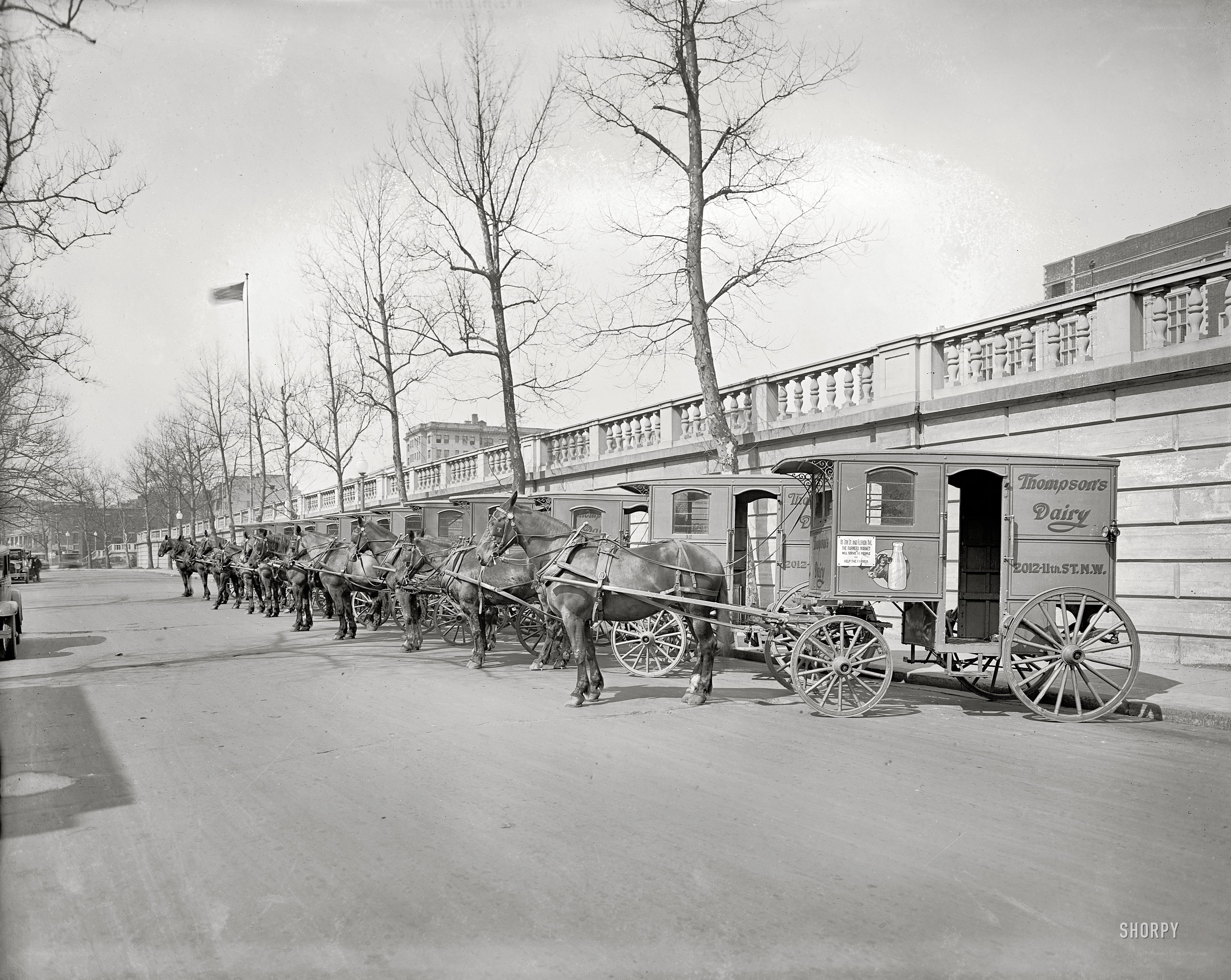 Horse-drawn milk delivery wagons