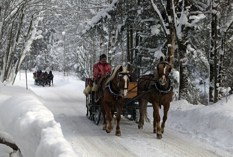 Horse-drawn Sleigh in Snow — White, Serene, Winter, Photograph