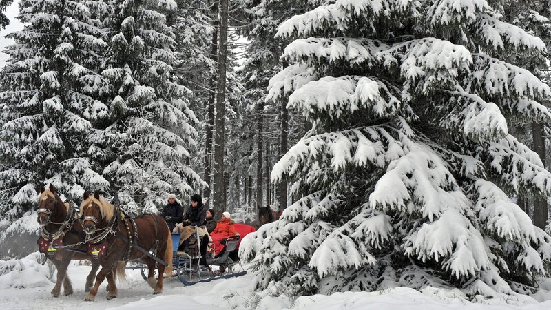Horse-drawn sleigh in snowy forest