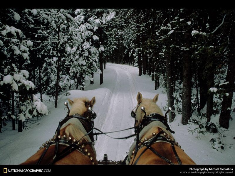 Horse-drawn sleigh in snowy forest